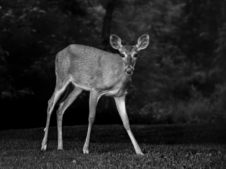 black and white photo deer
