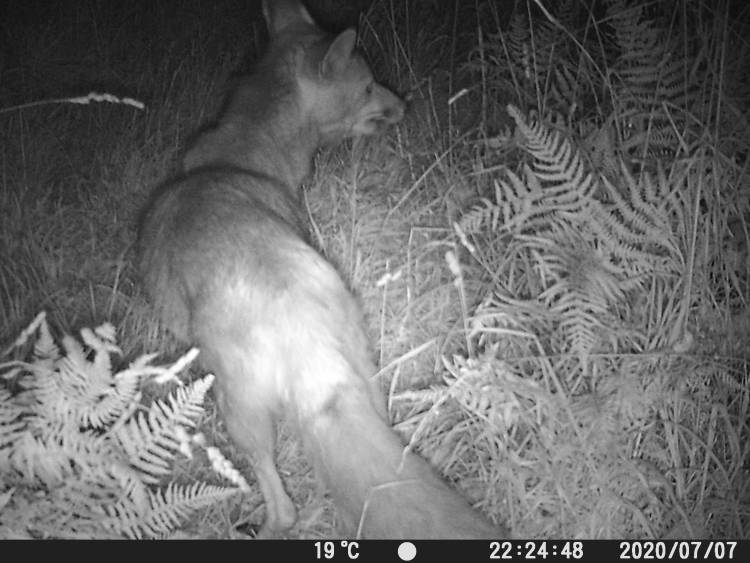 black and white photo of a fox, photo was captured using night camera by our user